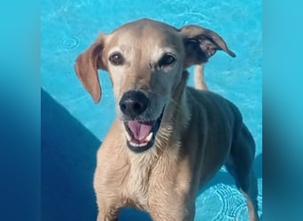 LOGAN-liebevoler,  freundlicher, menschenbezogener, traumhafter Familienhund sucht schönes  Zuhause