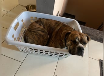 Continental Bulldog Hündin