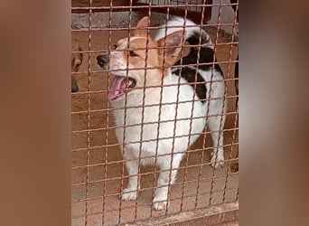 ❤️ superlieber Schmusebär BARNEY - 2,5 Jahre, 28cm/9kg - Jack-Russell-Mix ❤️