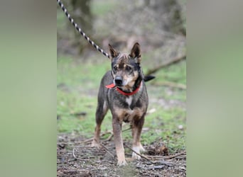 Lacika, 4 Jahre jung, 45 cm, sucht sein Zuhause