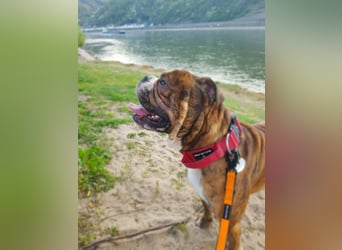 neues Herrchen oder Frauchen für Old English Bulldog dringend gesucht