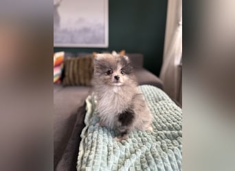 Zwergspitz Pomeranian Welpen Black Tan Merle Sable