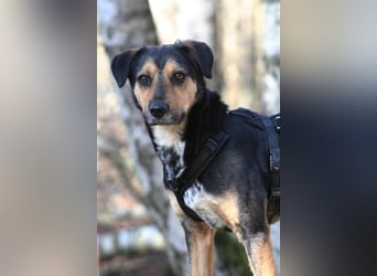 Oskar - sucht endlich ein Zuhause