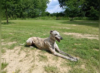 Espania(CR) hübsches Galgo Mädchen sucht seine Familie