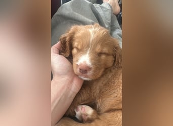 Nova Scotia Duck Tolling Retriever-Welpen – Einzigartige Schätze aus liebevoller Zucht