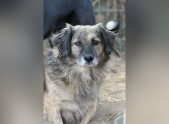 Pufi sucht ein ruhiges Zuhause