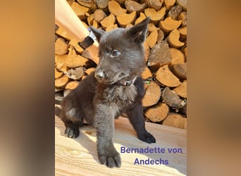 DSH Deutscher Schäferhund - Welpen lackschwarz