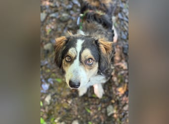 Ajko ist so ein toller Kerl und sucht sein Für-Immer-Zuhause
