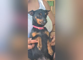 Coqueta, eine süße Pinscher Dame