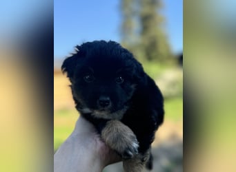 Einzigartige Mini Aussies