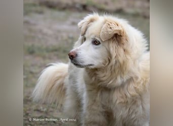 Puiu ist ein toller, super lieber Hund