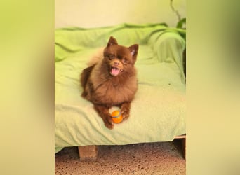 Lio - ist aktiv und liebt Ball spielen