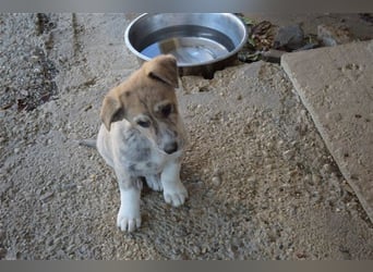 Balou wünscht sich aktive souveräne Menschen