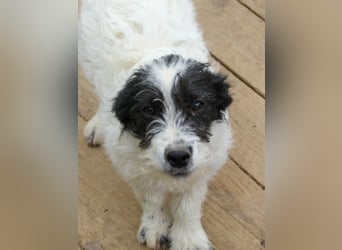 Zuckersüßer KELVIN ist ein fröhlicher und lustiger Hundebub