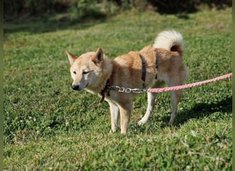 Takara