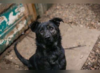 Madog: Sucht ein Zuhause