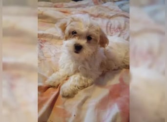 Maltipoo Welpen, Rüden