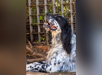 Jumel ist Liebenswürdigkeit in Hundegestalt