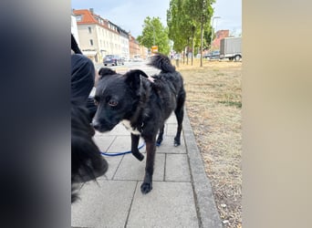 Freundlicher ELVIS möchte dich um seine hübschen Pfoten wickeln