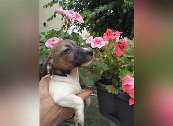 Jack Russell Terrier HÜNDIN mit CHIP/Eu-Pass AB SOFORT