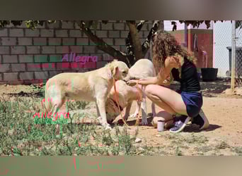 Allegra 04/2021 (in Deutschland) - sanfte, verspielte und feine Labrador Retriever Mix Dame!
