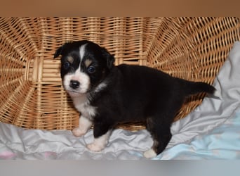 Traumhafte Mini Aussie Welpen, aus seriös. Zucht!