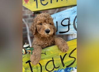 GoldenDoodle Welpen 