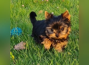 Yorkshire-Terrier Welpen,  reinrassig mit Ahnentafel sofort abgabebereit