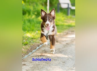 Australian Shepherd Welpen Rüden, ASCA