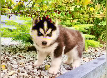 FCI Pedigree Blue Eyed Black & White Siberian Husky Champion Puppy