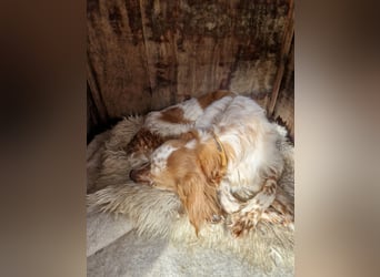 Pointer Mix MAILO (2,5 Jahre) sucht eine eigene Familie