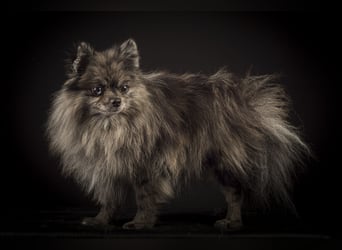 Liebevolle Zwergspitz Pomeranian Zucht