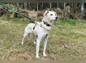 Miranda - Familie fürs Leben gesucht (82041 Deisenhofen)