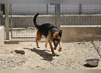 Gina: Traumhund für alle Schäferhundfreunde