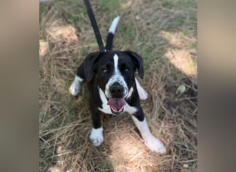 BALU - Fröhlicher Junghund sucht aktive Familie!
