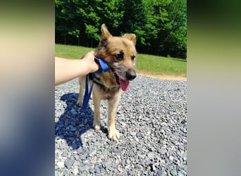 Sonnenschein Benji sucht sein Happy End, Schäferhund Mischling