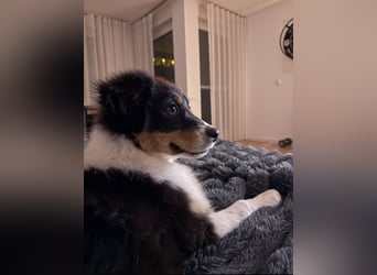 Australian Shepherd Hündin
