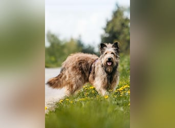 Verschmuste Maya sucht ihre Menschen