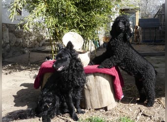 Mudidoodle ( Mudi - M. Pudel) Welpen