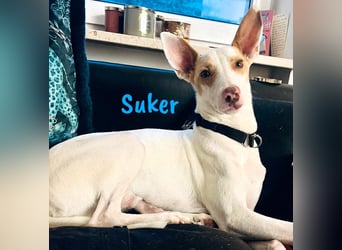 Suker geb. 03/2021 (in Deutschland) - freundlicher und verschmuster Podenco-Mix!
