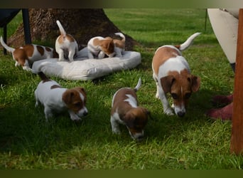 Jack Russell Welpen zu verkaufen