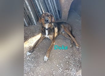 Duke 02/2021 (GRC) - dringend Pflegestelle oder Zuhause gesucht!
