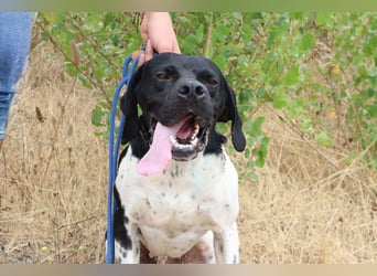 Douglas,  Pointer-Mix, lieb und sozial