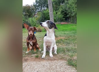 Zazu, hat ein ruhiges Wesen, Katzenfreundlich