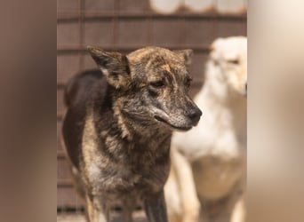 Nala wünscht sich ein Zuhause