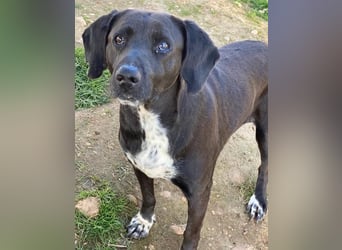 Hailey, geb. ca. 06/2015, lebt in GRIECHENLAND, auf einem Gelände, Hunde werden notdürftig versorgt