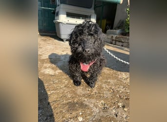 Charlie - unser liebenswerter Wuschel
