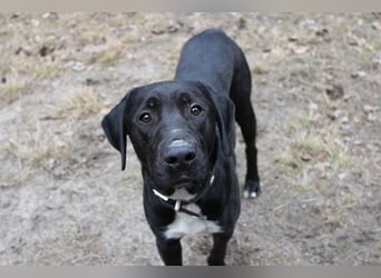 Sam, Dogge-Retriever-Mix, geb. 2023, junger, lieber Rüde leidet sehr im Tierheim!