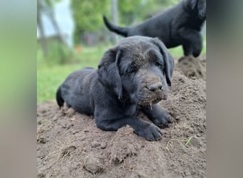 1 Labrador Welpe Rüde mit Ahnentafel
