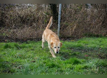 SAM - Aufgeschlossener und freundlicher Hundemann sucht seine Menschen...